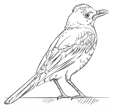 Red Robin Coloring Page